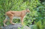 Portrait of Eurasian Lynx (Lynx lynx carpathicus) in Summer, Bavarian Forest National Park, Bavaria, Germany