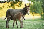 Portrait of Donkey (Equus africanus asinus) Mother with Foal on Meadow in Summer, Upper Palatinate, Bavaria, Germany