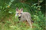 Portrait of Eurasian Wolf (Canis lupus lupus) Pup in Summer, Bavarian Forest National Park, Bavaria, Gemrany