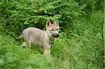 Portrait of Eurasian Wolf (Canis lupus lupus) Pup in Summer, Bavarian Forest National Park, Bavaria, Germany