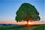 Lime tree (tilia) and park bench in meadow at sunset, spring. Irschenberg, Miesbach, Bavaria, Germany.