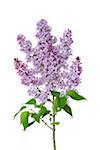 Close-up of Purple Lilac (syringa) flowers against white background, Germany