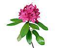 Pink Rhododendron, white background, studio shot on white background.