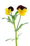 Horned pansy (viola cornuta), white background, studio shot on white background.