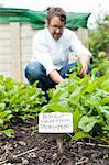 Mature man picking fresh vegetables