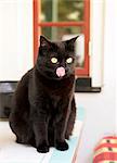 Black cat licking his nose