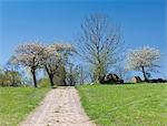 Dirt road and trees