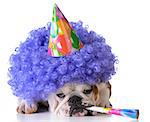 birthday dog - bulldog wearing clown wig and birthday hat on white background