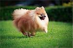 Pomeranian dog running on the lawn