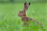 Photo of brown hare sitting in a grass