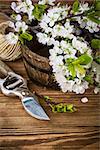 Branch blooming tree plum on wooden board