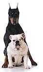 two dog - bulldog looking up at doberman on white background