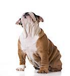 cute puppy - bulldog sitting looking up - three months old