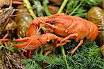 Boiled crayfish with dill on a background of live crawfish