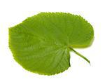 Spring linden-tree leaf. Isolated on white background.