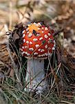 Red amanita muscaria mushroom in forest. Close-up view.