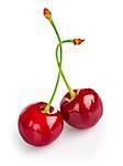 Two fresh ripe cherries. Isolated on white background