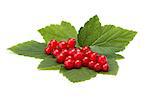 ripe red currant with green leaves isolated on white background