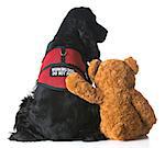 therapy dog sitting beside a teddy bear on white background