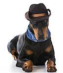 country dog - doberman pinscher dressed up with cowboy hat and bandanna on white background