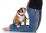 woman's legs with puppy at her feet - bulldog