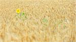 sunflower in golden cereal field