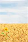 Sunflower in golden cereal field in summer time