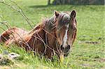 pony in a fence farmyard field or paddock