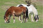 two free roaming welsh ponies grazing on moorland