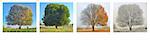 alone tree in four season panorama