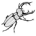 Male stag beetle, Lucanus cervus vector tattoo or for T-shirts