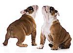 cute puppy sitting looking up on white background - bulldog three months old