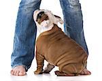 woman's legs with puppy looking up - bulldog