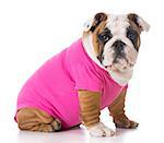 female puppy wearing pink sweater - bulldog