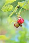 Wild raspberry isolated in forest