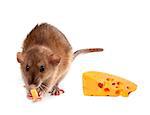 Fancy rat (Rattus norvegicus) eating  cheese. Isolated on white background.