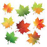 Colorful maple leaves isolated on white background. Vector illustration.