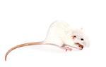 White fancy rat eating piece of bread. Isolated on white background.