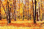 Beautiful landscape - road in autumn forest