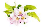 Closeup of pink apple blossoms isolated on white background