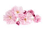 Pink cherry blossom flowers close up isolated on white background