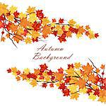 Autumn  Frame With Maple Leaves on Branches of Tree  Over White Background. Elegant Design with Text Space and Ideal Balanced Colors. Vector Illustration.