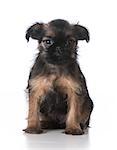 brussels griffon puppy sitting looking at viewer on white background