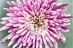 Macro closeup of pink chrysanthemum flower blossom