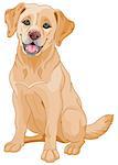 Illustration of cute Golden Retriever dog