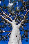 Ghost Gum Tree, Trephina Gorge, Trephina Nature Park, East Macdonnell Ranges, Northern Territory, Australia