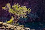 Valley of the Winds, Olgas (Kata Tjuta), Uluru-Kata Tjuta National Park, Northern Territory, Australia