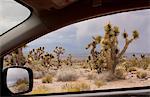 View of joshua trees from car window, Snow Canyon State Park, Utah, USA