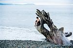 Mature woman sitting on large driftwood tree trunk at beach