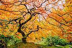 Japanese maple with orange leaves and twisted trunk